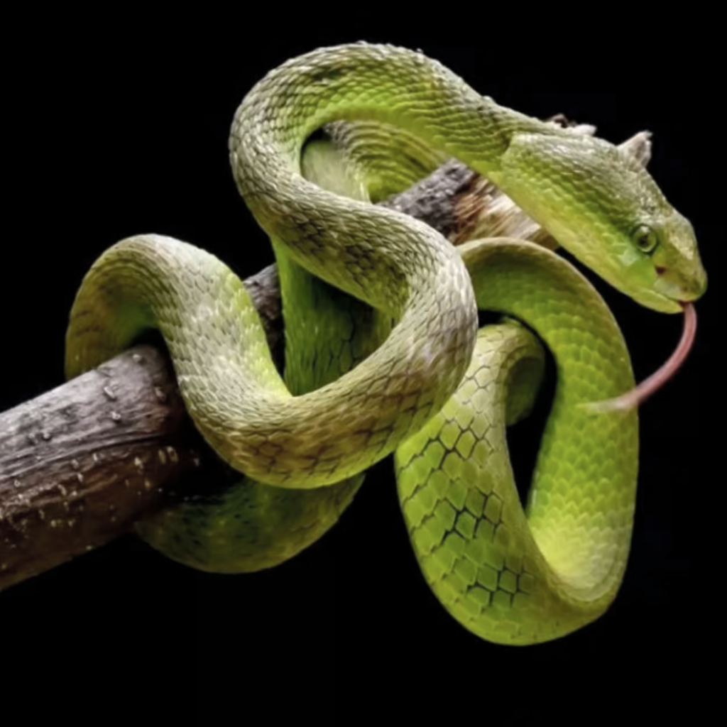 Herping Trip